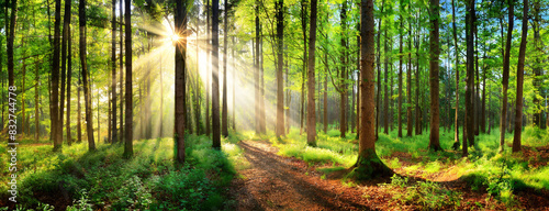 Beautiful summer forest trees with rays of sunlight between in a green forest. Panorama with copy space.