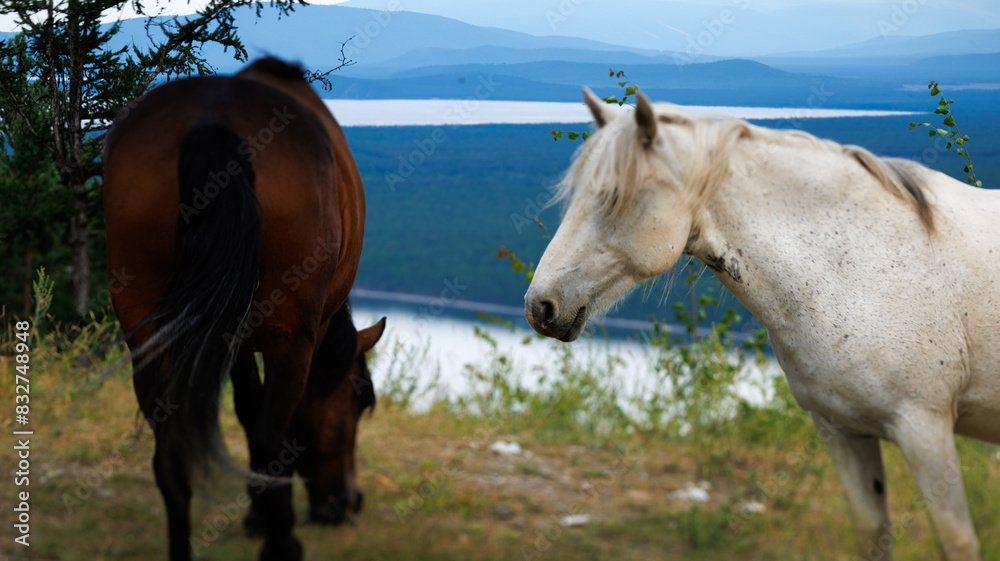 Obraz premium Brown and white horses peacefully grazing under open sky in the field