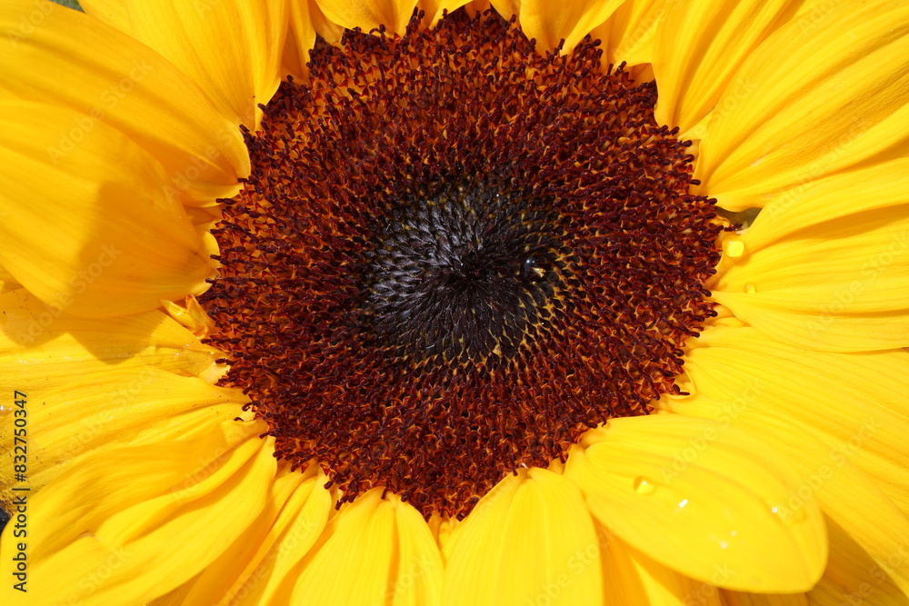 Obraz premium Beautiful photo of sunflower without a stem floating in a beautiful bowl of water. Glorious sunny weather and the photo was taken outdoors. 