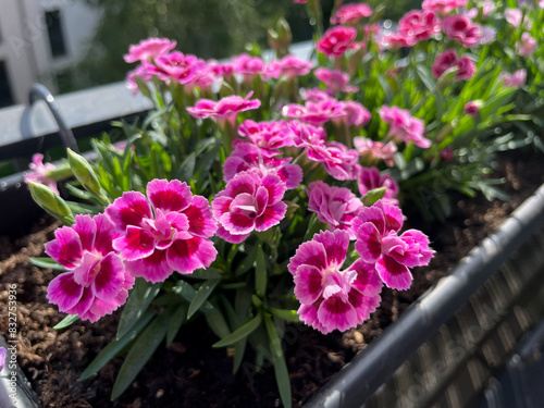 Beautiful pink purple Carnations decorative balcony flowers in a flower pot hanging on a balcony terrace fence close up © Lapasmile