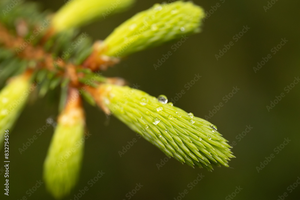 A detailed close-up of a pine needle cluster with water droplets, showcasing the vibrant green color and texture. The background is softly blurred, providing copy space. A detailed close-up of a pine needle cluster with water droplets, showcasing the vibrant green color and texture. The background is softly blurred, providing copy space.