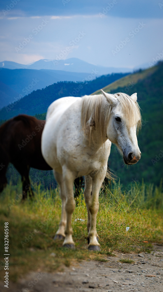 Obraz premium White and brown horses in a field with mountains in the background
