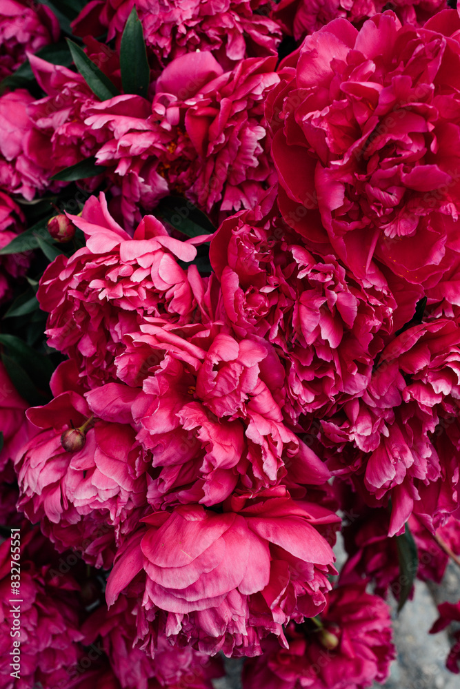 close up of bush of bright pink peonies close up of bush of bright pink peonies