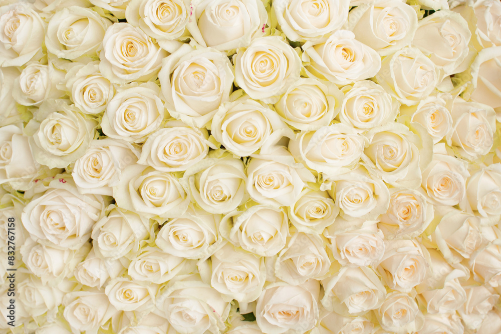 Background from beautiful bouquet of roses Background from beautiful bouquet of roses