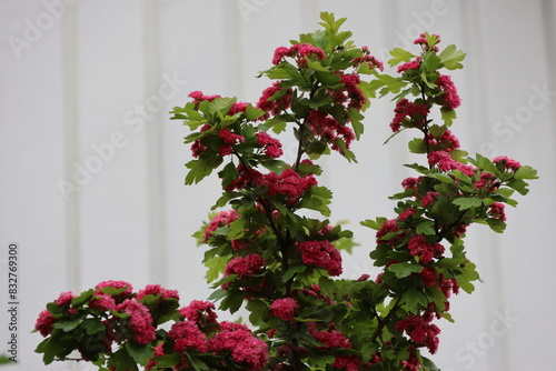 Red beautiful flowering plant with sow flowers and green leaves. Photographed against a clear blue sky.
