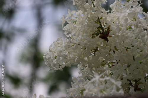 Beautiful blooming lilacs in white and purple. Photographed during the day in sunshine.