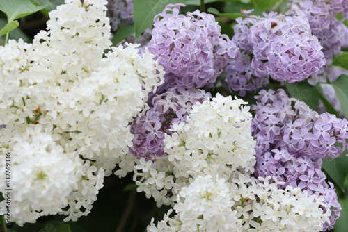 Beautiful blooming lilacs in white and purple. Photographed during the day in sunshine.