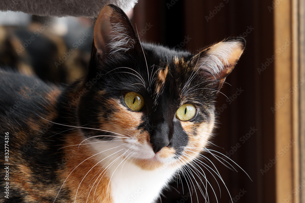 Close-up of a calico cat with striking green eyes, sitting by a window, looking intently into the camera. The soft lighting highlights the cat's beautiful, multicolored fur. Close-up of a calico cat with striking green eyes, sitting by a window, looking intently into the camera. The soft lighting highlights the cat's beautiful, multicolored fur.