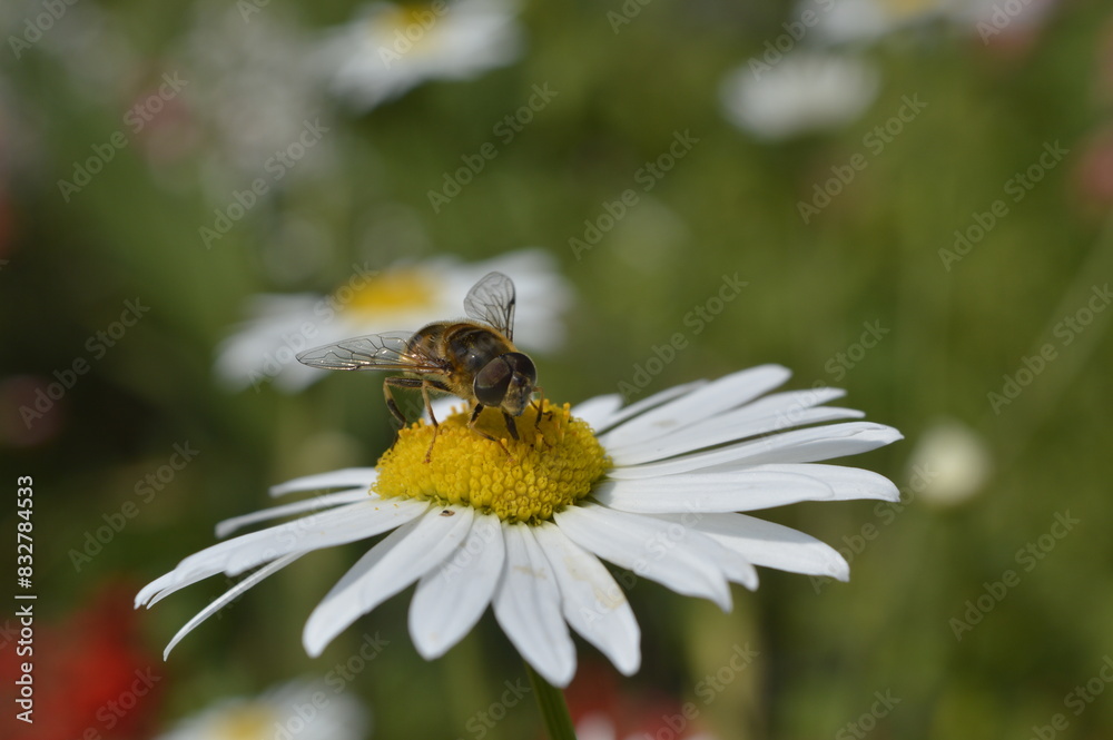 bee bee