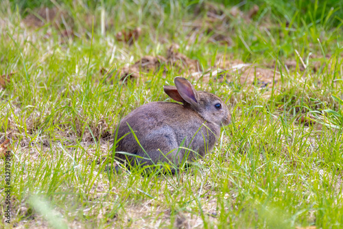 Selective focus of young rabbit its natural habitat, Wild hare sitting on green grass meadow along countryside road polder, Hares and jackrabbits are mammals belonging to the genus Lepus, Herbivores. photo