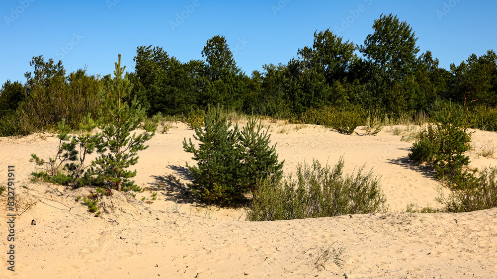 A sandy area with trees in the background, under the sky A sandy area with trees in the background, under the sky