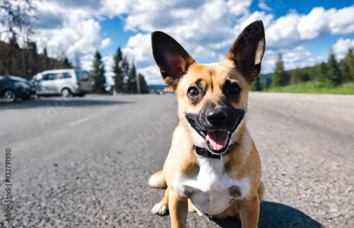 Funny dog on road street. Pets animals