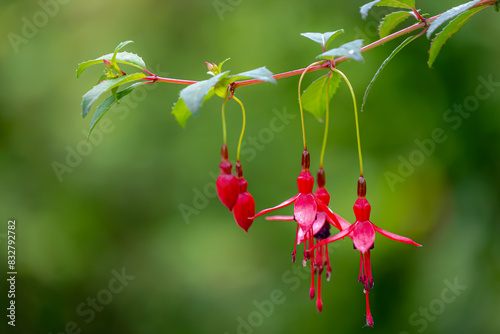 Selective focus of Fuchsia magellanica, Purple red flower in the garden, Hummingbird fuchsia or hardy fuchsia is a species of flowering plant in the family Evening Primrose family, Floral background. photo