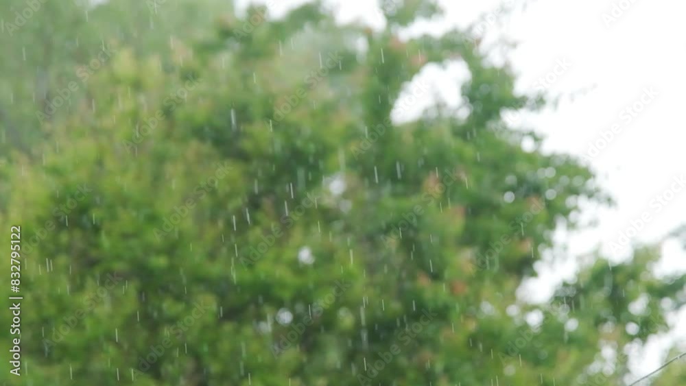 Shower slow motion. Rainfall against the backdrop of green foliage.. Raindrops of heavy rain in slow motion. Raindrops are falling. Shower slow motion. Rainfall against the backdrop of green foliage.. Raindrops of heavy rain in slow motion. Raindrops are falling.