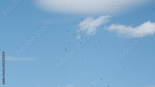 Bird Of Prey Gliding Through Sky And Soars In Blue Sky At Sunny Summer Hot Day. Flock Of Many Wild Birds Flying Freely Against A Blue Sky. photo