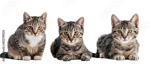 Three Cats Sitting Together