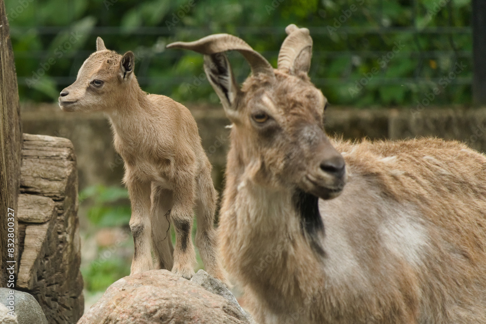 Młodziutki markur turkmeński z Warszawskiego Zoo. Młodziutki markur turkmeński z Warszawskiego Zoo.