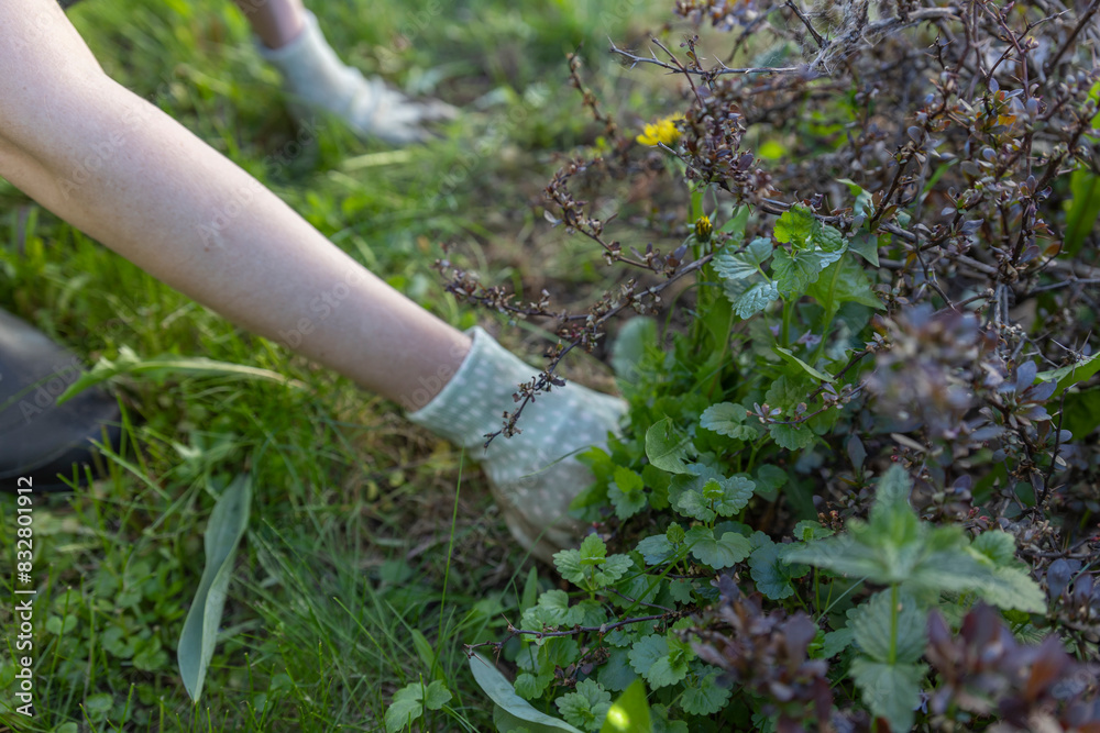 Fototapeta premium A woman wearing gloves pulls out weeds around a red bush with green and yellow leaves. The focus is on hands and bushes, emphasizing the importance of plant care and garden maintenance.