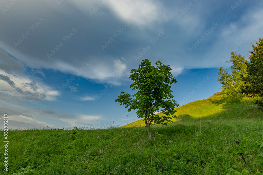 Fototapeta premium A majestic lone tree stands tall in a vast grassy field, reaching towards the cloudy spring sky.