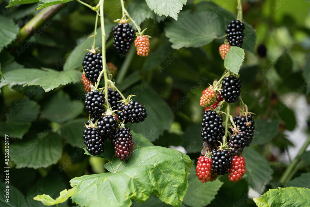 delicious and juicy blackberry fruits on a bush in the garden delicious and juicy blackberry fruits on a bush in the garden