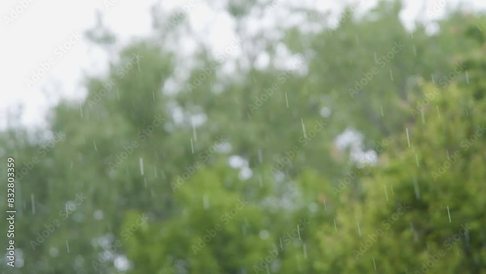 Shower slow motion. Rainfall against the backdrop of green foliage.. Raindrops of heavy rain in slow motion. Raindrops are falling. Shower slow motion. Rainfall against the backdrop of green foliage.. Raindrops of heavy rain in slow motion. Raindrops are falling.