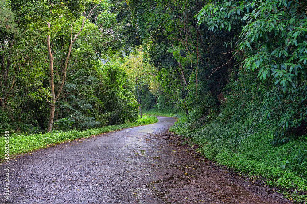 Cairns' region, Queensland, lush rainforest via winding roads. Sunlight filters through dense foliage, creating a captivating scene of natural beauty Cairns' region, Queensland, lush rainforest via winding roads. Sunlight filters through dense foliage, creating a captivating scene of natural beauty