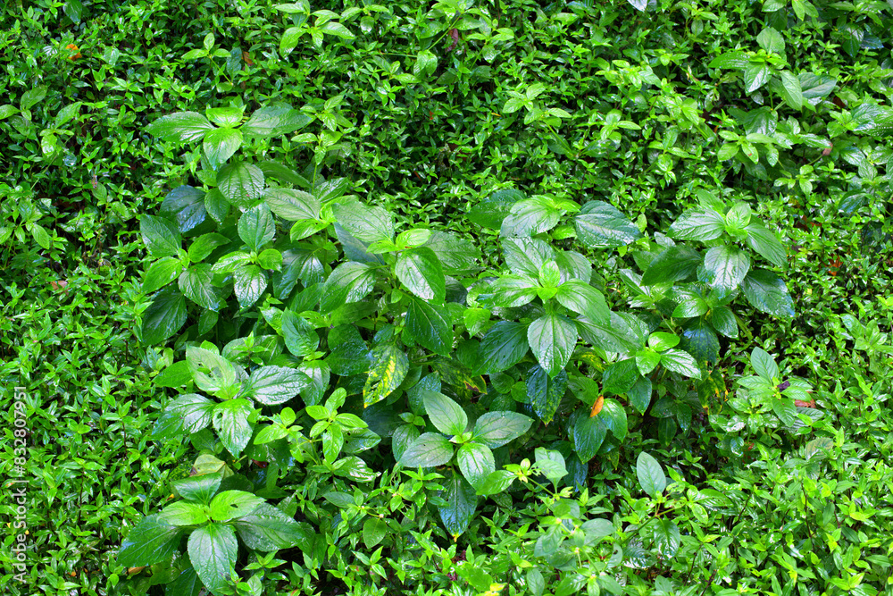 Obraz premium Barron Gorge's rainforest! Discover the mesmerizing undergrowth, teeming with life and lush greenery