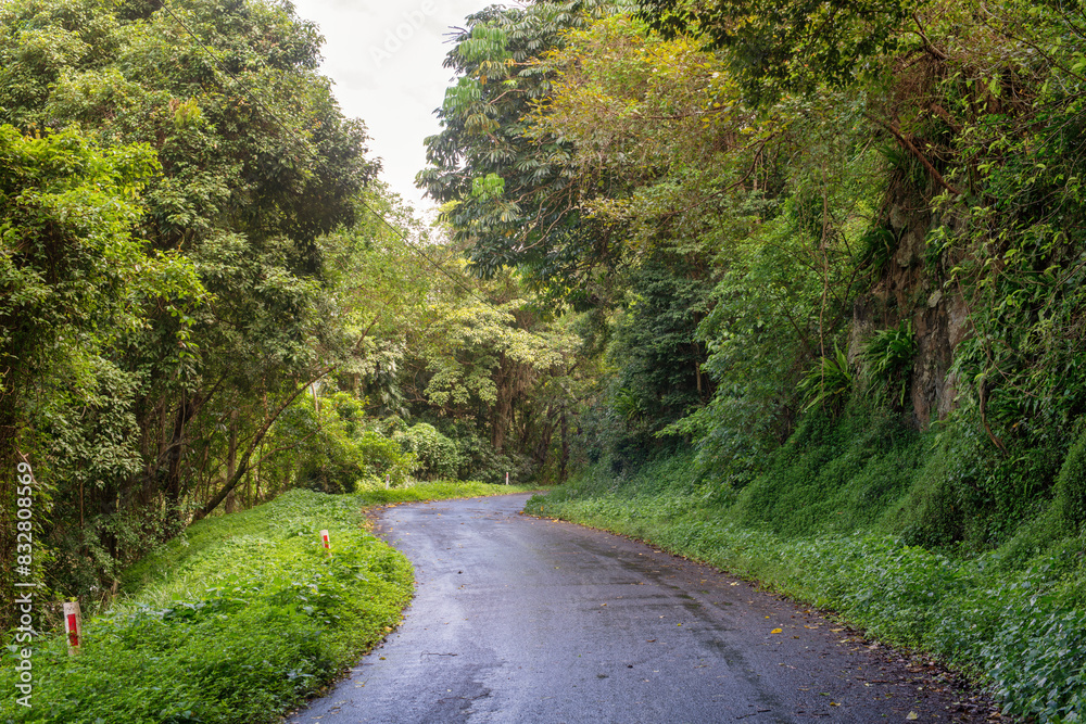 Cairns' region, Queensland, lush rainforest via winding roads. Sunlight filters through dense foliage, creating a captivating scene of natural beauty