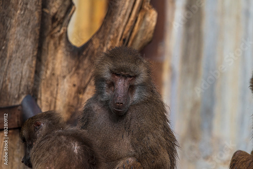 photographs of monkeys and gorillas in different positions