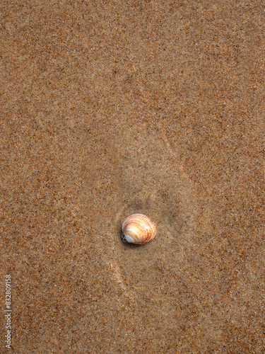 Concha sobre la arena de la playa