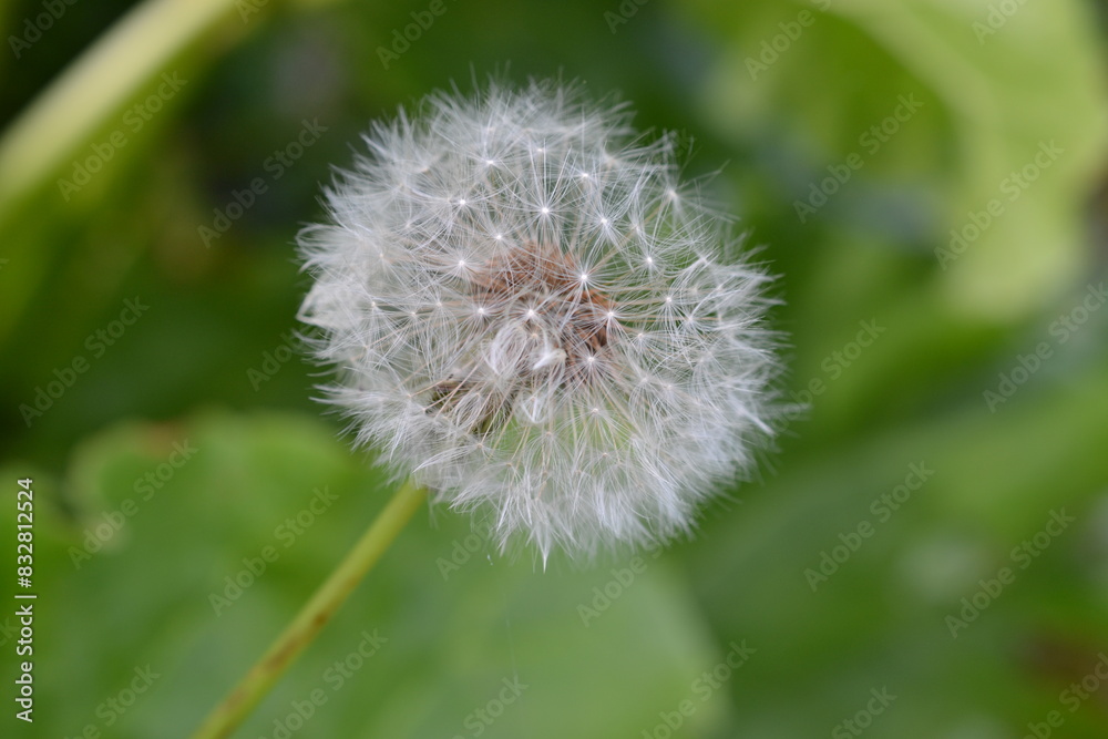 Fototapeta premium dandelion head