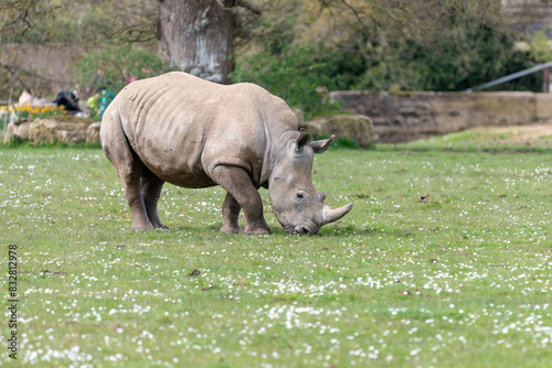 Photo of a southern white rhinoceros (ceratotherium simum simum) photo