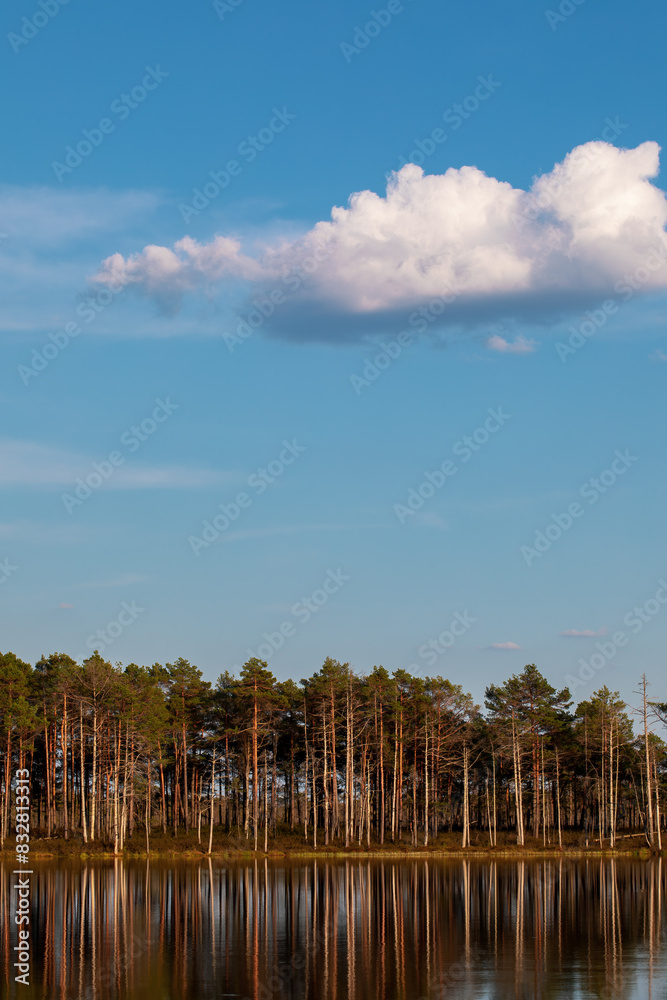 Fototapeta premium Trees on the lake, blue sky with clouds.