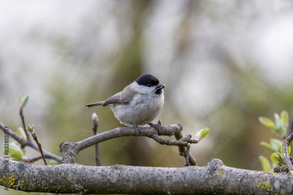Naklejka premium Willow tit on the branch. Little bird on the branc.