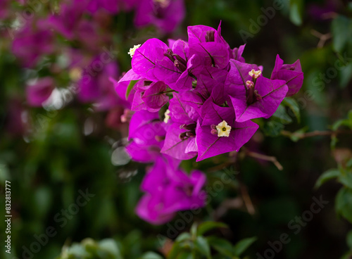 Blossoming purple flowers of bougainvillea in garden