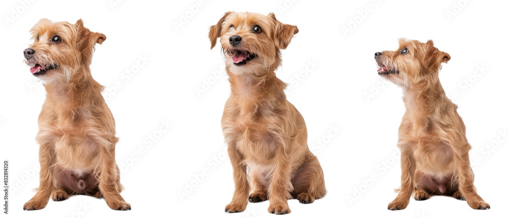 Three Dogs Sitting Next to Each Other Three Dogs Sitting Next to Each Other