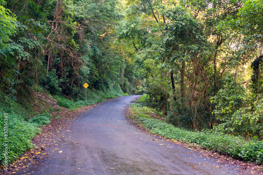 Cairns' region, Queensland, lush rainforest via winding roads. Sunlight filters through dense foliage, creating a captivating scene of natural beauty Cairns' region, Queensland, lush rainforest via winding roads. Sunlight filters through dense foliage, creating a captivating scene of natural beauty