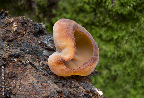 Wild mushrooms growing in the forest. Fungi - Peziza badia - Auricularia auricula-judae photo