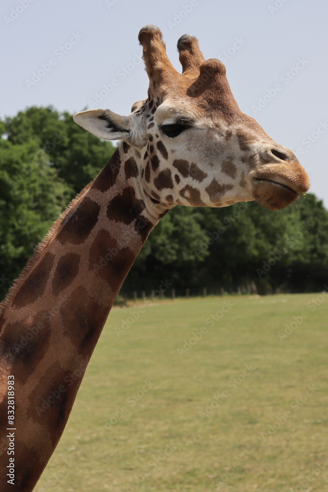 Naklejka premium portrait de girafe