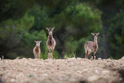 Mouflon sheep family standing alert in natural habitat photo