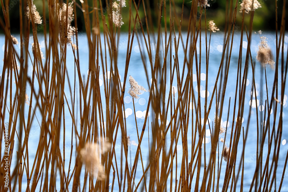 Obraz premium Źdźbła trawy z kroplami rosy w promieniach porannego słońca. Żółte nad wodą.