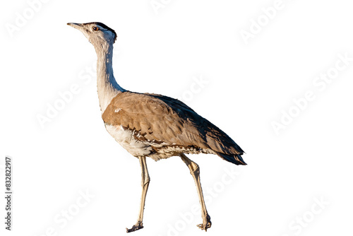 Obraz na plátne Australian Bustard (Ardeotis australis) isolated