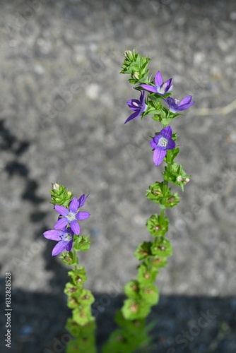 Common venus' looking-glass (Triodanis perfoliata) flowers. Campanulaceae annual plants. Small blue-purple flowers bloom on roadsides from May to August. photo