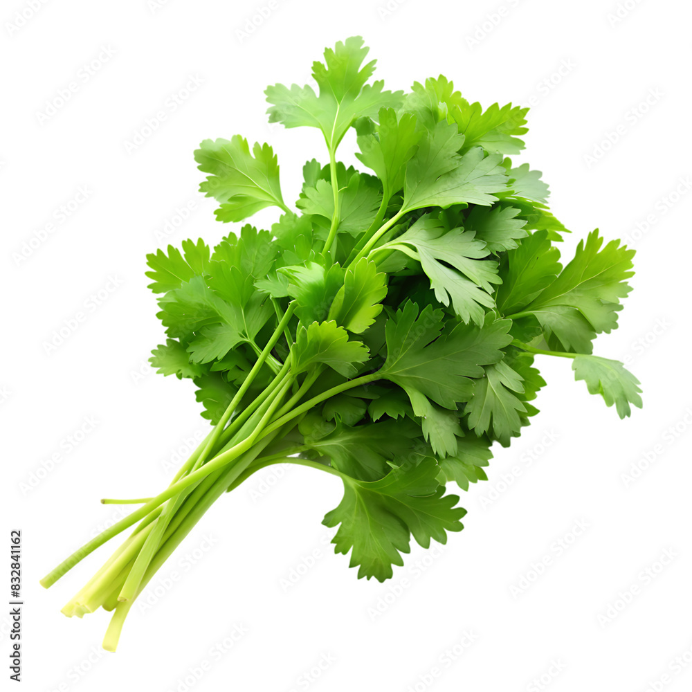 Chopped green cilantro leaves on transparent background Chopped green cilantro leaves on transparent background