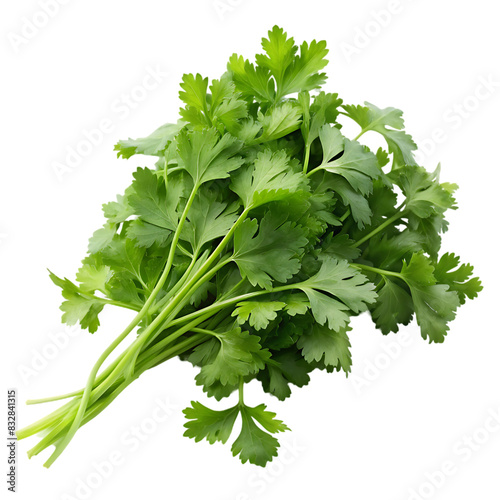 Chopped green cilantro leaves on transparent background