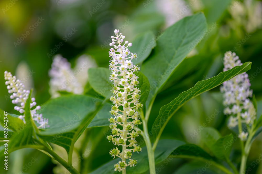 Selective focus of white flowers Phytolacca acinosa in garden with green leaves, The Indian pokeweed is a species of flowering plant in the family Phytolaccaceae, Nature greenery, Floral background.
