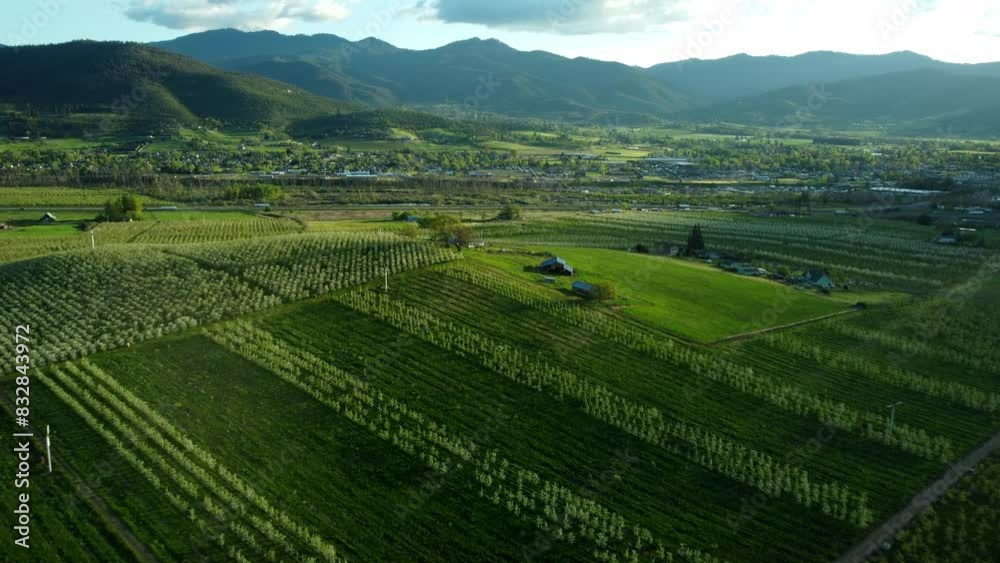 Phoenix, Oregon, USA, Spring 2023. Flying over the pear orchards at sunset. In the distance is Talent, OR and Ashland, OR Phoenix, Oregon, USA, Spring 2023. Flying over the pear orchards at sunset. In the distance is Talent, OR and Ashland, OR