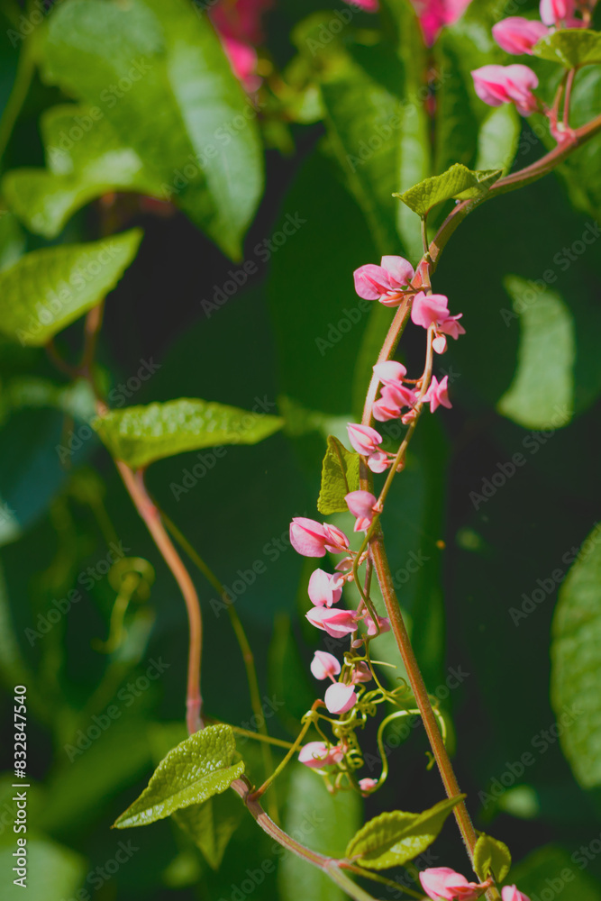 Naklejka premium Coral Vine