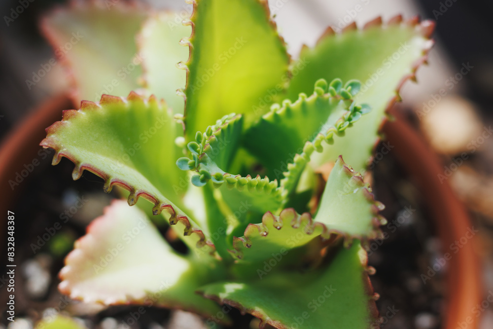 Fototapeta premium Succulent