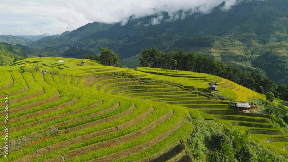 Aerial top view of fresh paddy rice terraces, green agricultural fields in countryside or rural area of Mu Cang Chai, mountain hills valley in Asia, Vietnam. Nature landscape background.